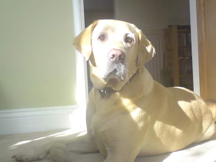 Help Find Buster tweet media