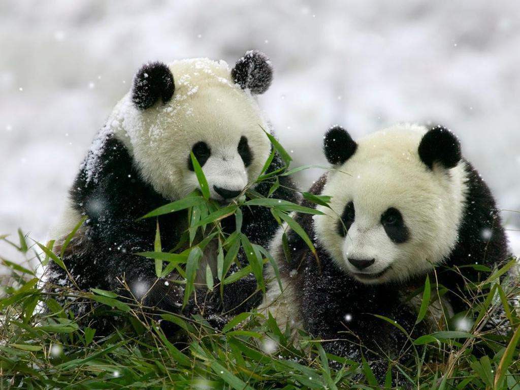 isaacBIOvega's tweet photo. HAPPY #WorldAnimalDay ❤️🌍🐼
FELIZ #DíaMundialDeLosAnimales
🐧🐬🐸🐵🐮🐯🐥🐋🐙🐟🐌🐞🐜🐞🐘🐍🐨🐢
Vivimos en un planeta que es de TODOS 😺 http://t.co/vs8T0nikiS