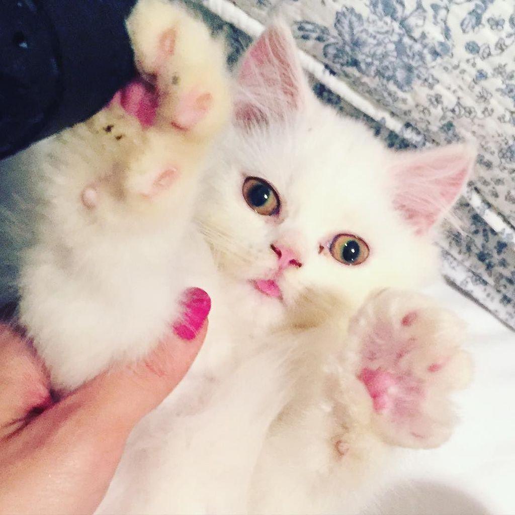 Miss you #miumiu 😓 #worldanimalsday ift.tt/1Lb9fps