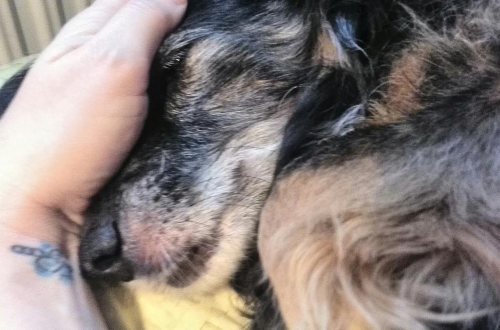 happylilly70's tweet photo. all she needs is feel the hand and love to be glad and feel safe #cuddlewithdogs xx http://t.co/ebiTbw09nn