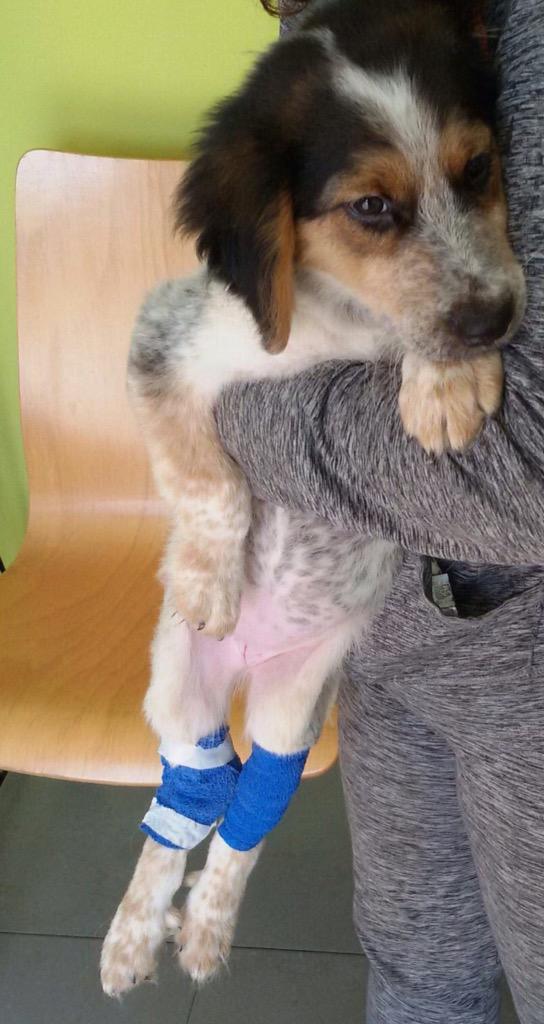 melisatuya's tweet photo. Soul tiene las patas rotas y será sacrificada el martes si no encuentra #acogida http://t.co/1IFxR22Z2G #difusion http://t.co/u9d4jaFf4y