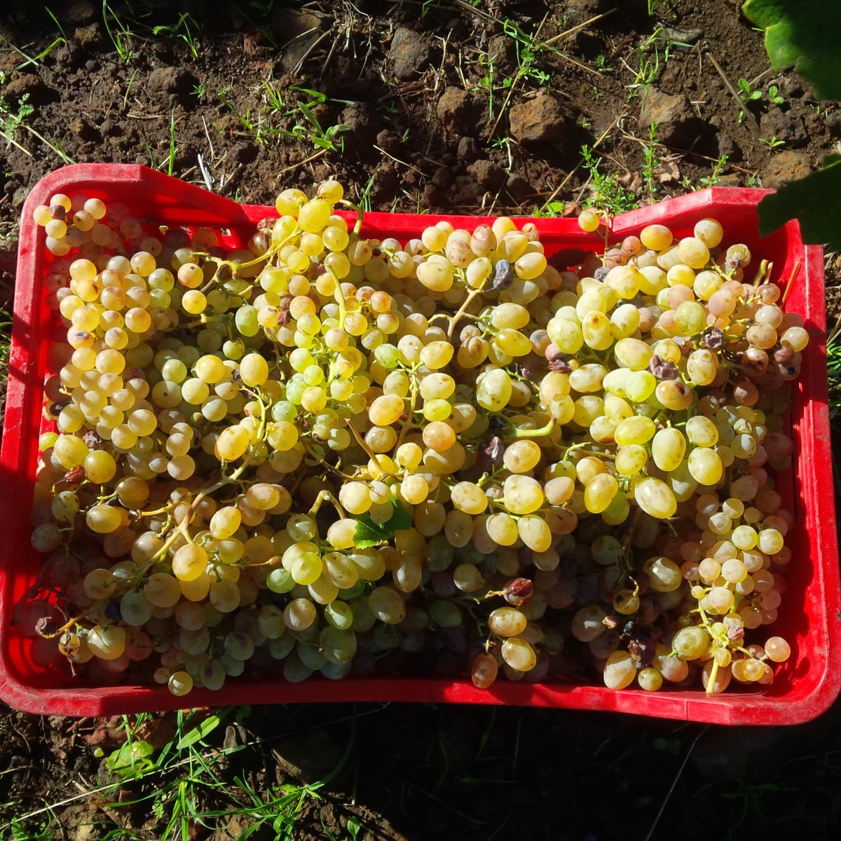 etnaroccadapi's tweet image. Etna#VendemmiaUvaBianca#etnaroccadapi.it