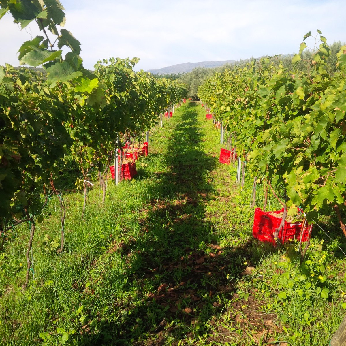 etnaroccadapi's tweet image. Etna#VendemmiaUvaBianca#etnaroccadapi.it