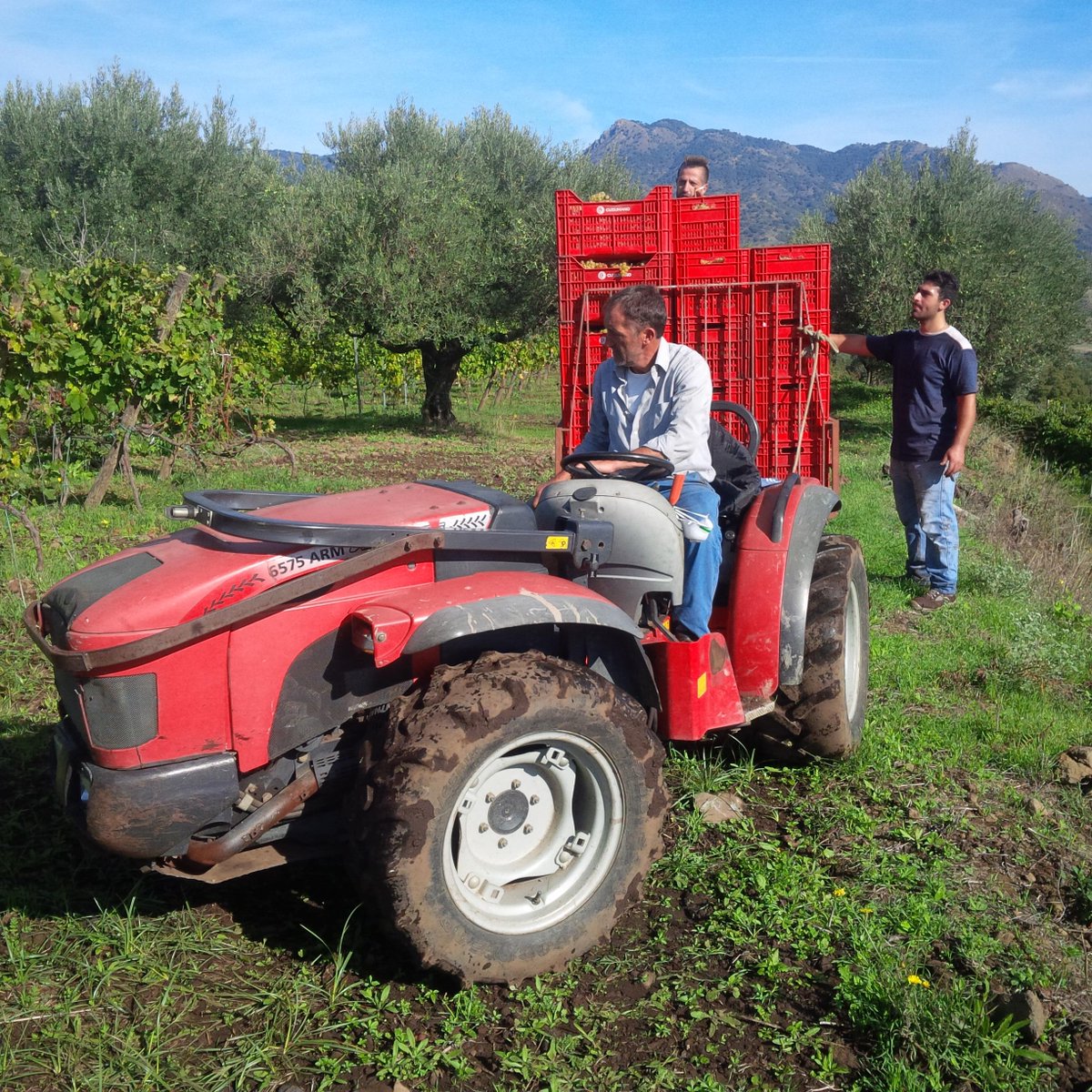 etnaroccadapi's tweet image. Etna#VendemmiaUvaBianca#etnaroccadapi.it