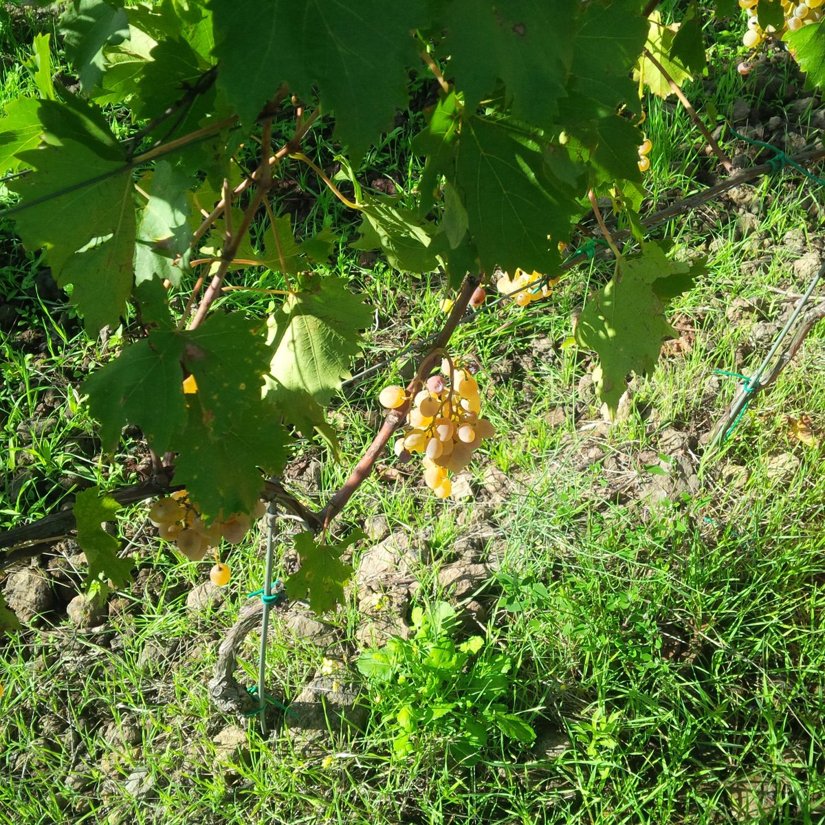 etnaroccadapi's tweet image. Etna#VendemmiaUvaBianca#etnaroccadapi.it