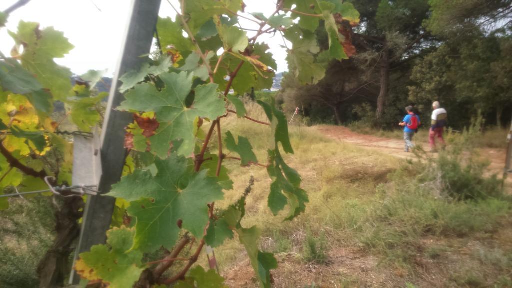 Cursa entre vinyes 10km <a href="/DOAlella/">DO Alella</a>