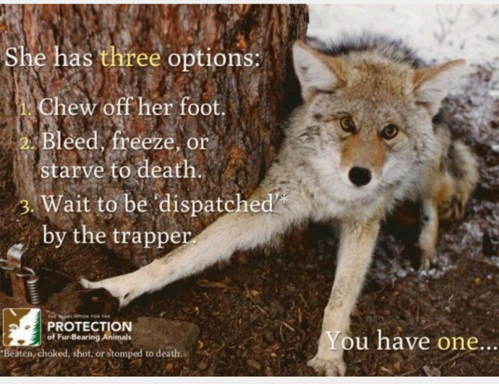 leemcquxxn's tweet photo. friendly reminder for anyone planning on buying a goose jacket this season, this is what you're supporting http://t.co/QswoG77on2