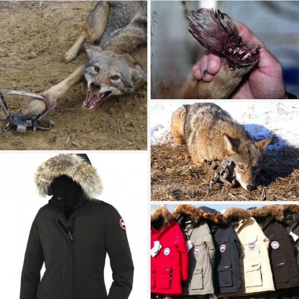 leemcquxxn's tweet photo. friendly reminder for anyone planning on buying a goose jacket this season, this is what you're supporting http://t.co/QswoG77on2