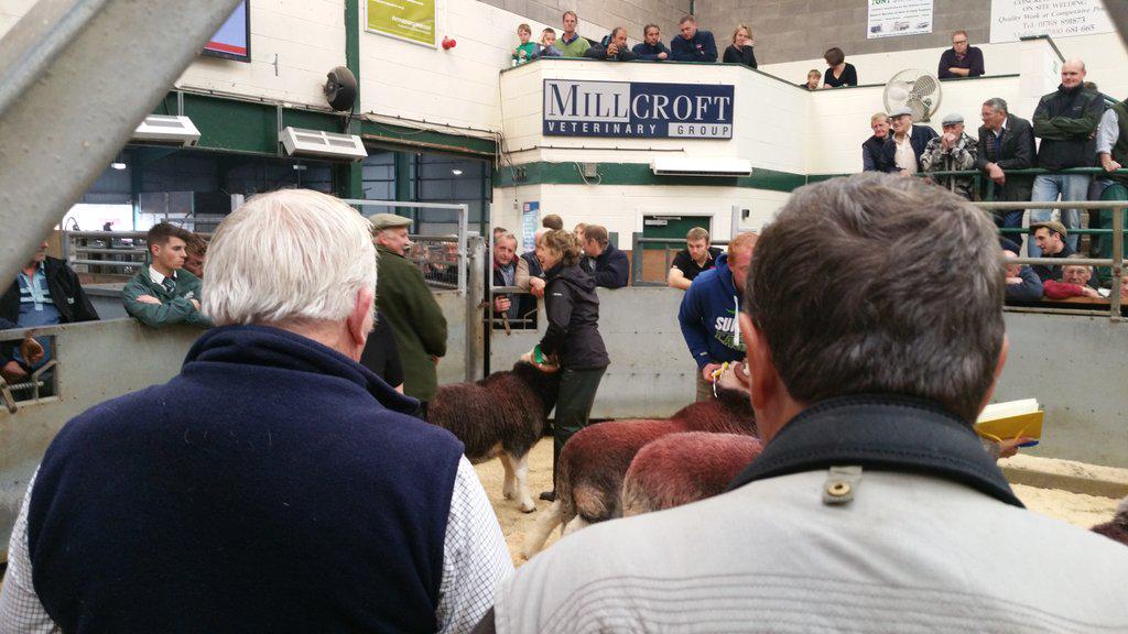 KimmySHill's tweet photo. Well done mum for coming 4th yesterday at the Tup sale @EweSue - great turn out! http://t.co/O7i6UUGPIP