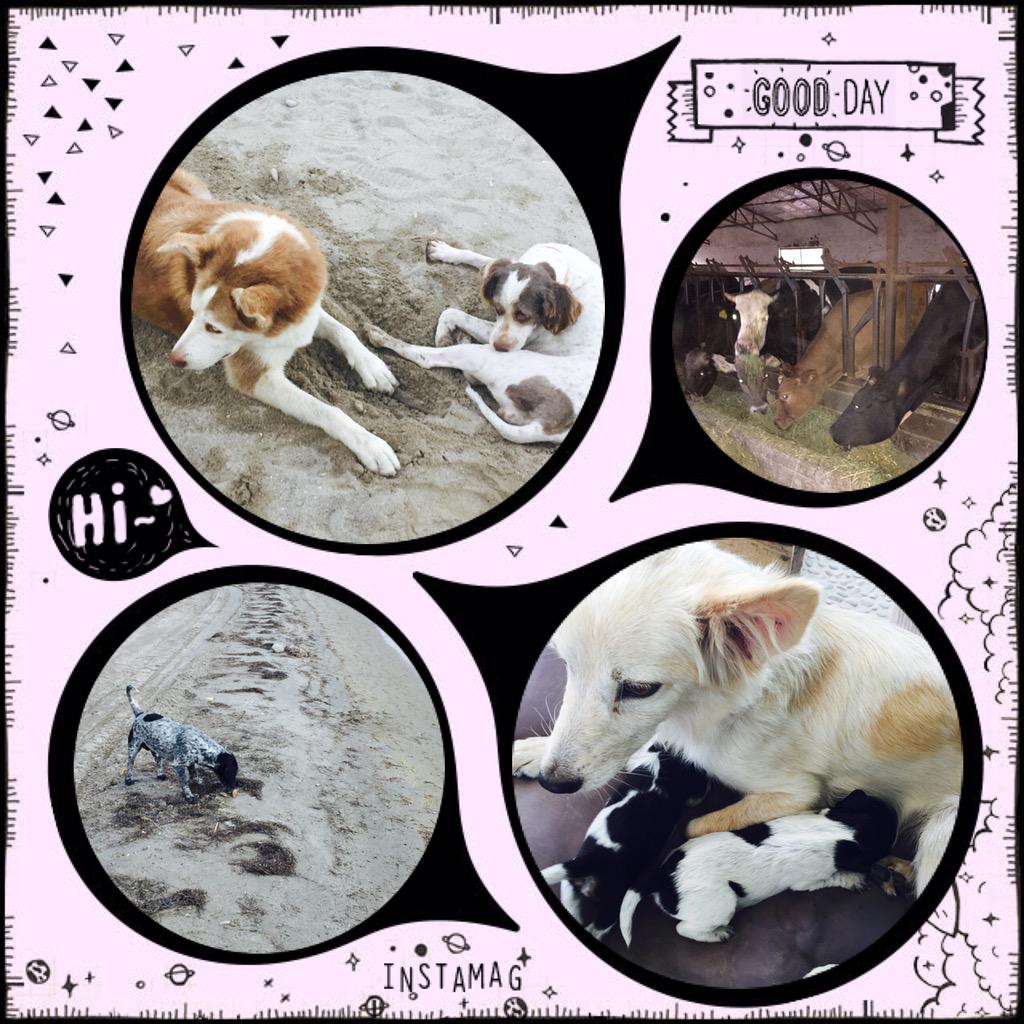 4 Ekim Hayvanları Koruma Günü Kutlu Olsun... onlar bizim dostlarımız <a href="/HayvanseverGaze/">Hayvansever Gazetesi</a> #HayvanlarıKorumaGuenue