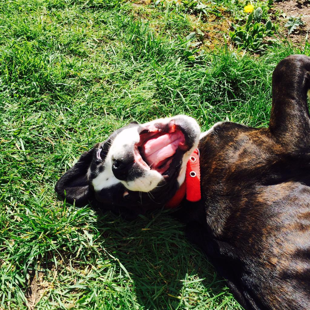 lisastokke's tweet photo. @Benfogle @MrsNoBags Sorry Fogle. #BoxerDogs win every time! #DatFaceDoh http://t.co/W7qVU4rkNh