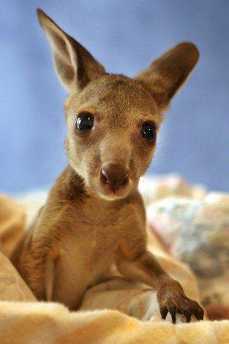petsftw's tweet photo. Baby Kangaroo http://t.co/xBkTjznETz