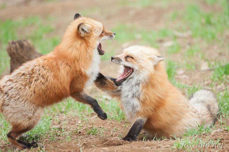 キツネ写真館 キツネ飼養中 今日は天狐の日 あけましておめでとうございます 狐 こ 年も宜しくね 今日は頑張っていっぱいツイートします 狐の写真やイラスト 狐コラムなど色々 楽しみにしています 天狐の日だしtlを狐で埋める Http T Co