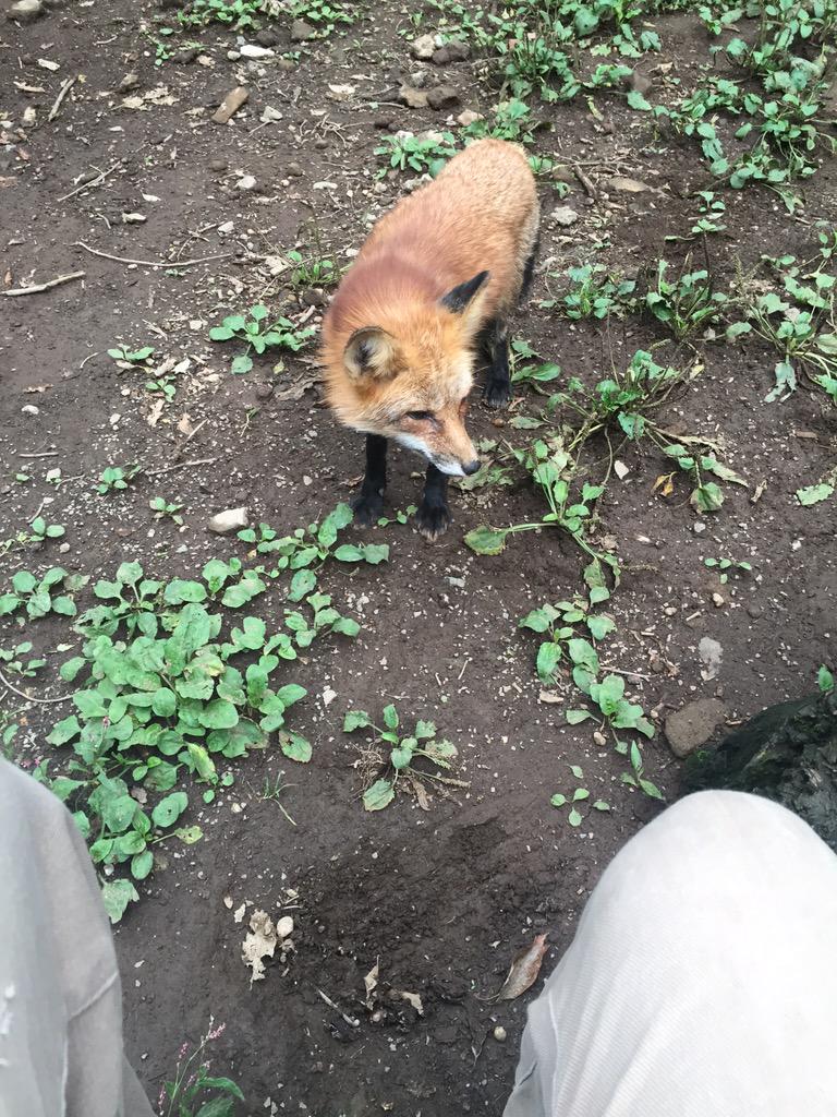 もっふもふ 天狐の日だしtlを狐で埋める まとめ Togetter