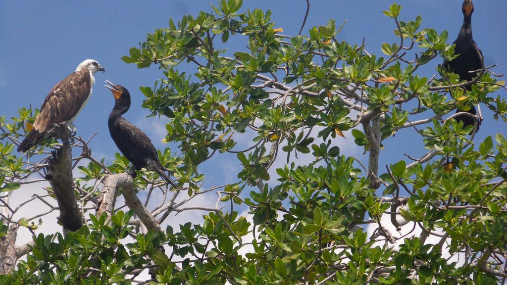 ItourMexico's tweet photo. http://t.co/U86FLuZDeW #picoftheday #siankaanbiosphere #birdwatching #itourmexico http://t.co/cZ6Luo6EH2