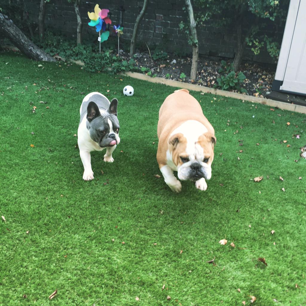 Mrs_V_'s tweet image. Playtime! #minion #Django #frenchbulldog #frenchie #Englishbulldog #dogs #happy #GoodTimes