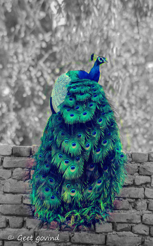 save_peacocks's tweet photo. #WorldAnimalDay
Most Beautiful Bird #SavePeacocks
@arrahman @AnupamPkher @dreamgirlhema @FarOutAkhtar @iamsrk http://t.co/O49KrUIYVy