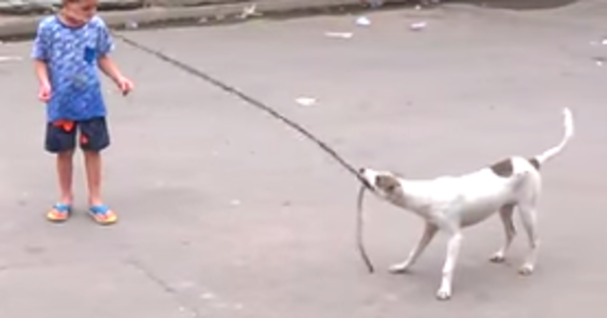 HuffPost's tweet photo. Stray dog helping kids jump rope will make your heart skip http://t.co/xm8q5x4sz6 http://t.co/4byuDA2Jed