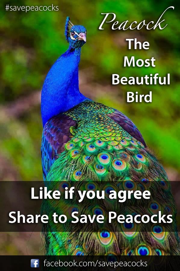 save_peacocks's tweet photo. Happy #WorldAnimalDay
#SavePeacocks http://t.co/EofnXV3oMh