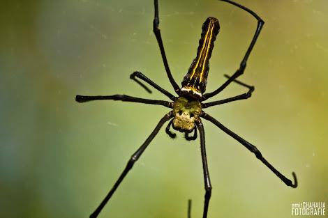 Spidey!
2 new species discovered in Aarey
m.timesofindia.com/home/environme…
<a href="/saveaarey/">Save Aarey</a> <a href="/InfoMumbai/">الاستیراد، العلاج و السياحة بالھند</a> <a href="/TOIMumbai/">TOI Mumbai</a> <a href="/BittuSahgal/">Bittu Sahgal</a>
