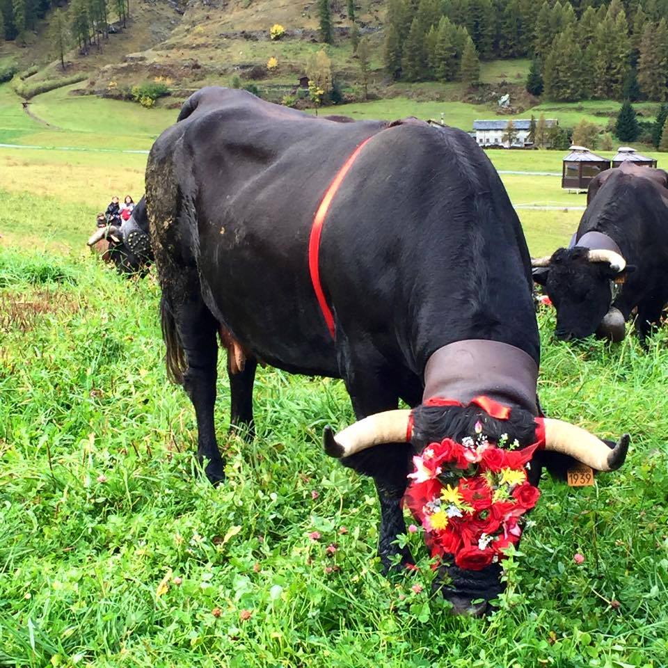 ComuneCogne's tweet photo. #Dev2015 Un collage di belle immagini scattate ieri #CogneGranParadiso https://t.co/w7YwL1xjv5 http://t.co/BSG7cYuN7Z