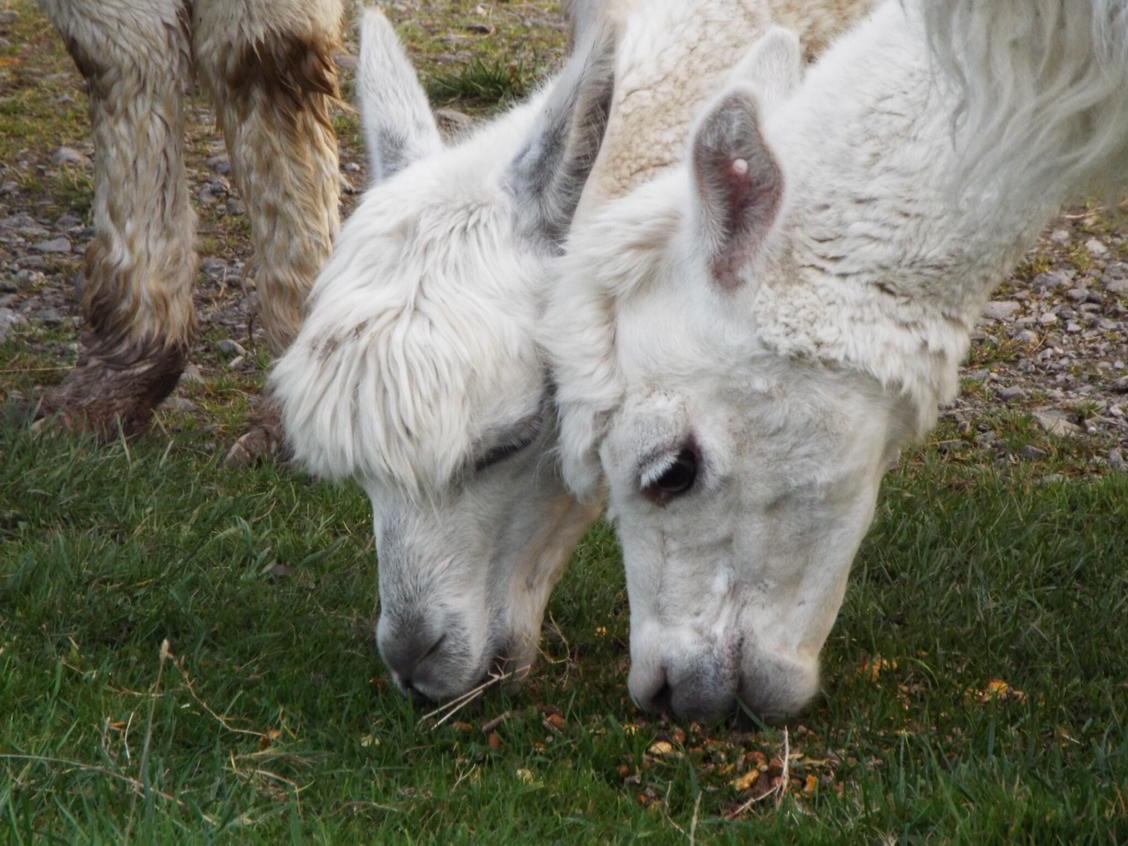 alpacaly's tweet photo. Sunday lunch times....

@TheWoollyArmy @Alpacaly #VisitCumnria http://t.co/rf2h7cuDgx