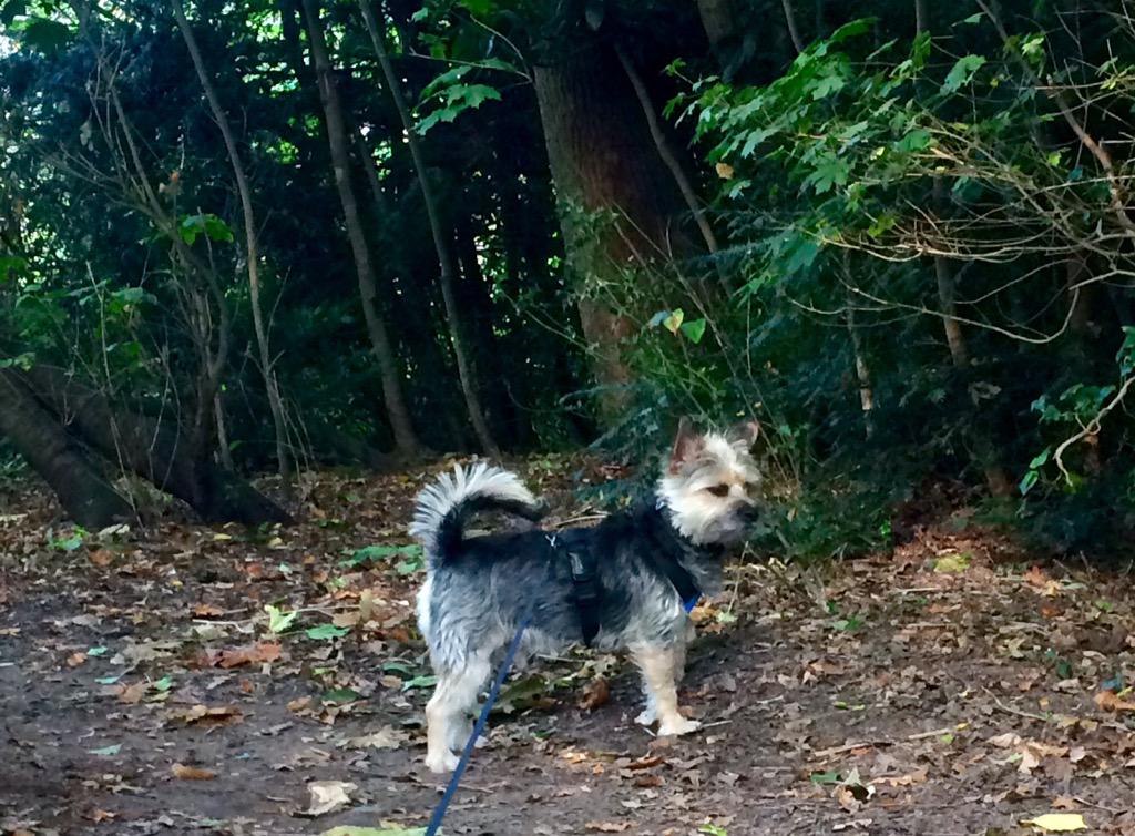 Walks in the woods this weekend, lots of sniffs! #ChesterGoesCountry