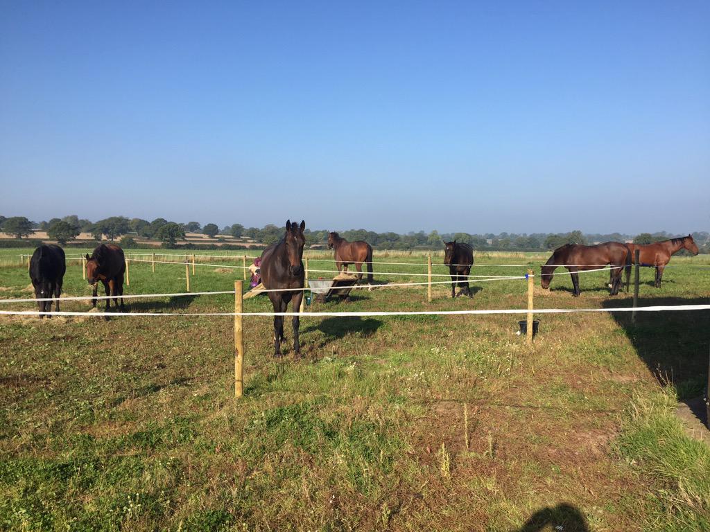 heidibrookshaw's tweet photo. My pointers for the season enjoying the sunshine #workstartstomorrow http://t.co/N6fXZGH508