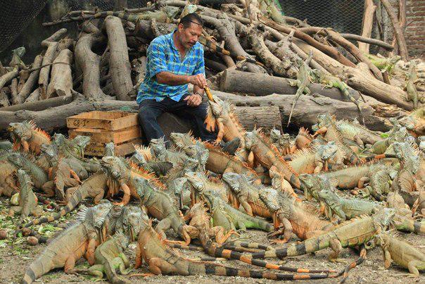 bomvehcnogosna's tweet image. В Мексике своя атмосфера, свои голуби.