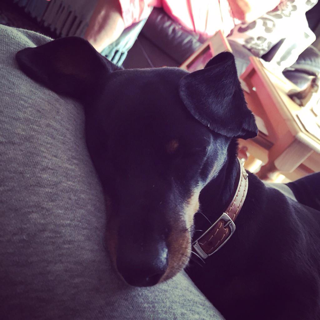 declanwlondon's tweet photo. my sausage dog Ralphy 
Sunday Snoozing ♥️ http://t.co/j6d3CIGq84