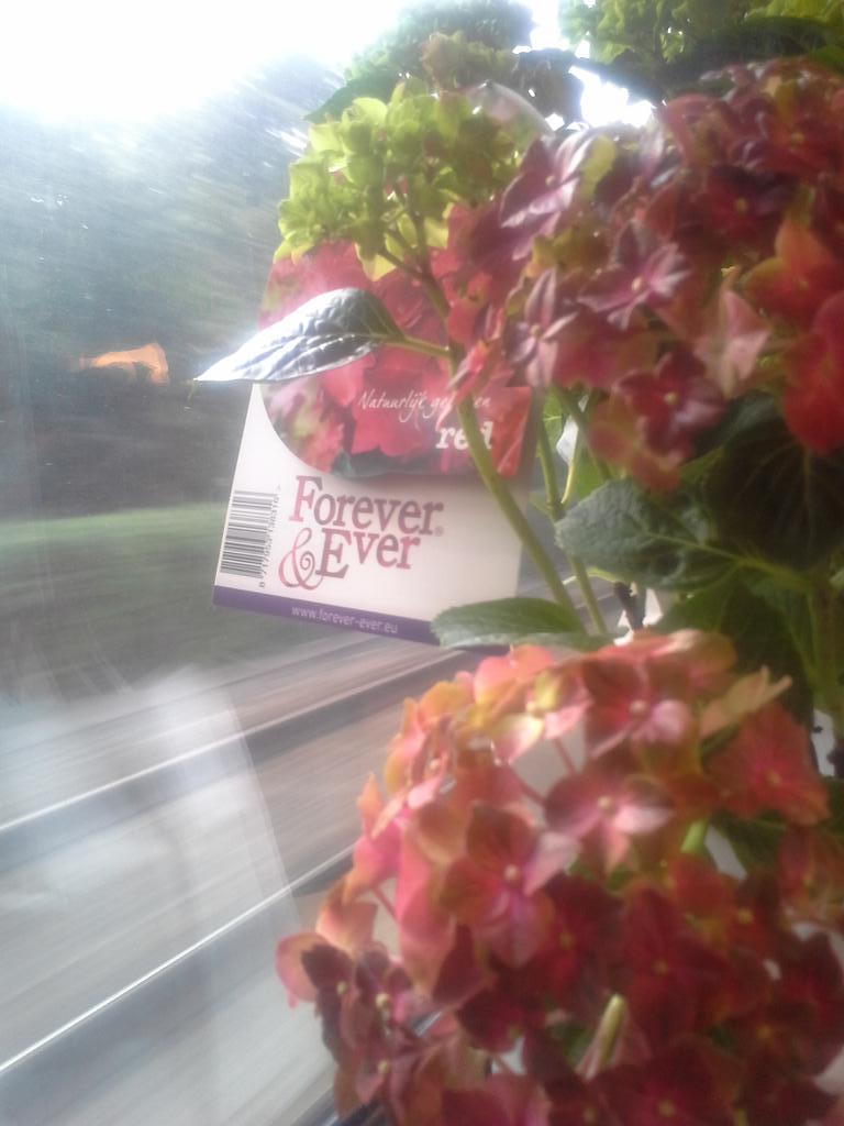 My gorgeous hortensia on the train. Flowers are forever&amp;ever <a href="/4EverHortensia/">Forever&Ever</a> ^_^