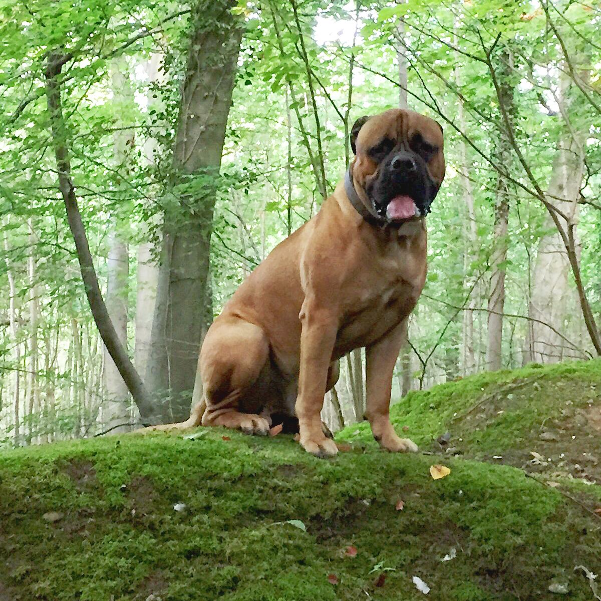 My lovely boy, Mr Bullmastiff Pacino - happy #WorldAnimalDay !