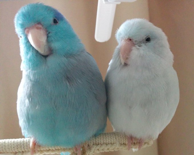 8 らむまめ 8 さん がハッシュタグ マメルリハ をつけたツイート一覧 5 Whotwi グラフィカルtwitter分析 8 らむまめ 8 さん がハッシュタグ マメルリハ をつけたツイート一覧 5 Whotwi グラフィカルtwitter分析
