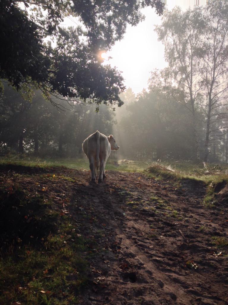 Franse #koe geniet van de #zon in #LageVuursche. Maandg weer zo'n mooie dag. Zon op om 7.45 uur #zonopzononder #bomen
