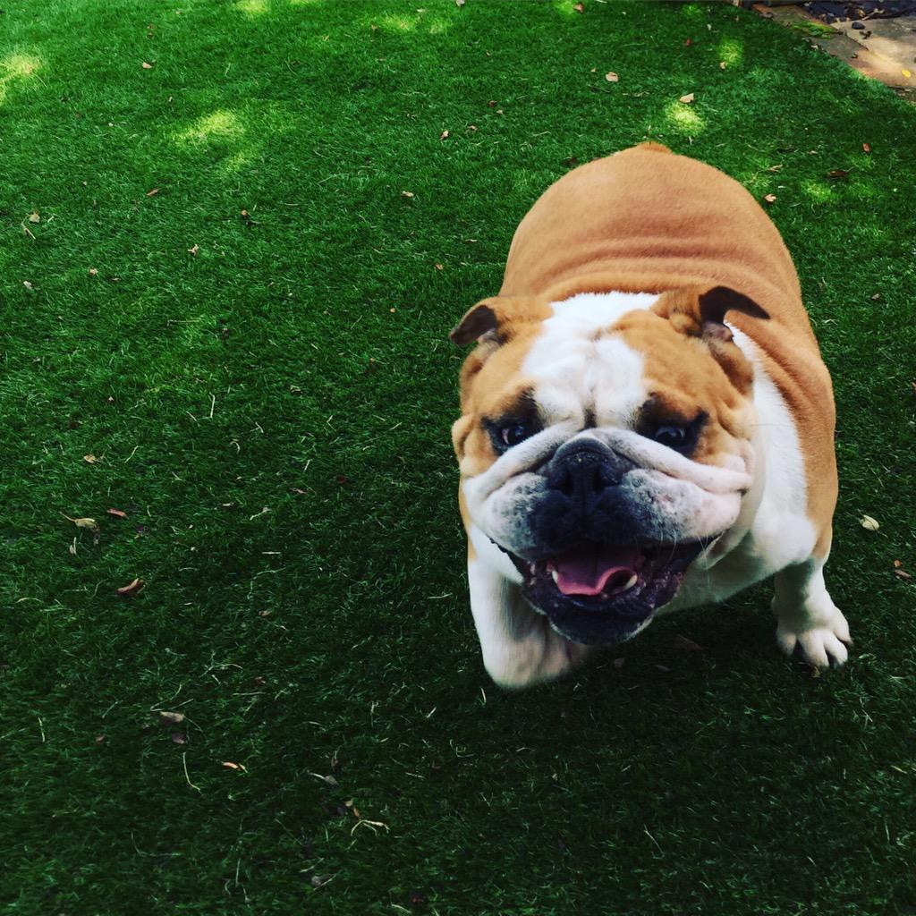 Mrs_V_'s tweet image. Love autumn walks 🐶  #happy #minion #Englishbulldog #Bulldog #LoveHer #GoodTimes