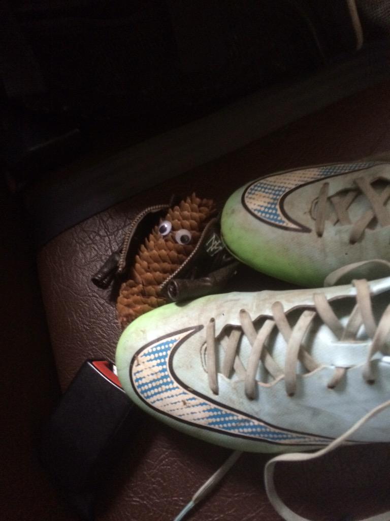 PineyCone's tweet photo. GAME DAY! Wish I could play but I don't have legs or arms, I am a pinecone 😕⚽️🎉 #TEAMMASCOT http://t.co/gQIpTT8Wzv