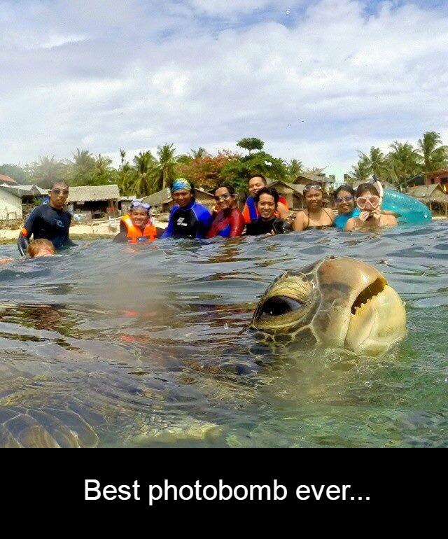 Tom_Orry's tweet photo. When your turtle wants all the attention... http://t.co/olHZSDriQy