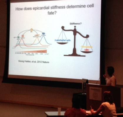 SDB_SW_Meet2015's tweet photo. Yang Xiao (Martin lab,Baylor) examines hippo signaling &amp; mechanical forces impact on epicardial cell fate #SWSDB2105 http://t.co/DLYYcxglO6
