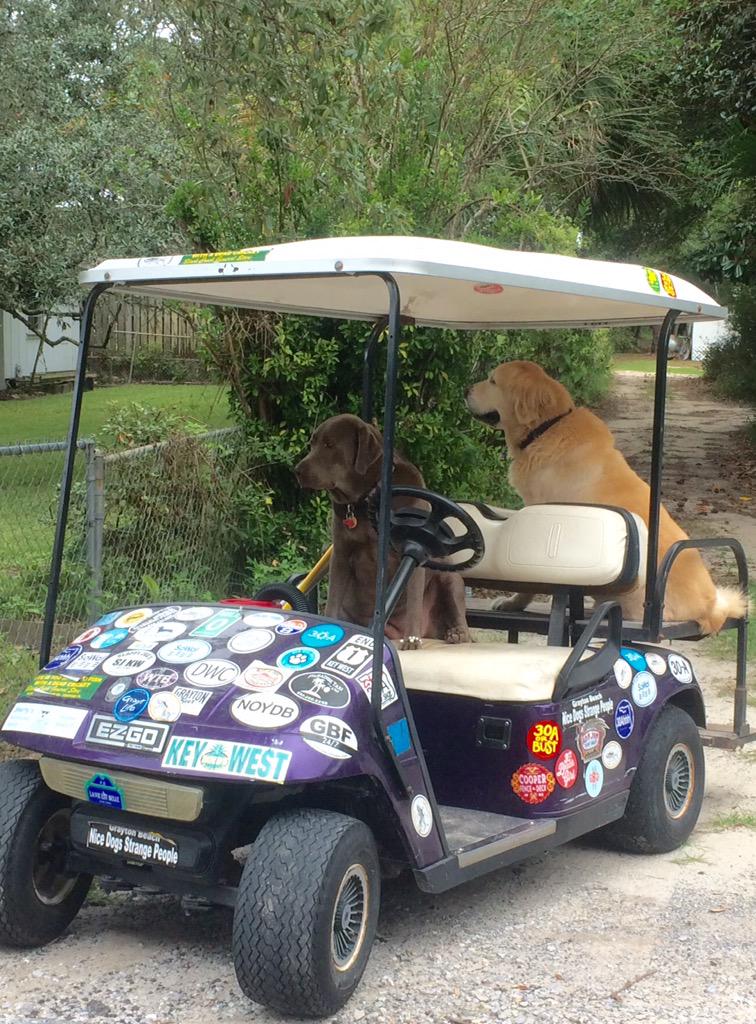 30AGetaway's tweet photo. #woofwoofpackon30a🐾🐾🐾🐾 #DogsOf30A #30Agetaway #graytonBeach #GraytDay😎 #visitFl http://t.co/iHfujI6aY6