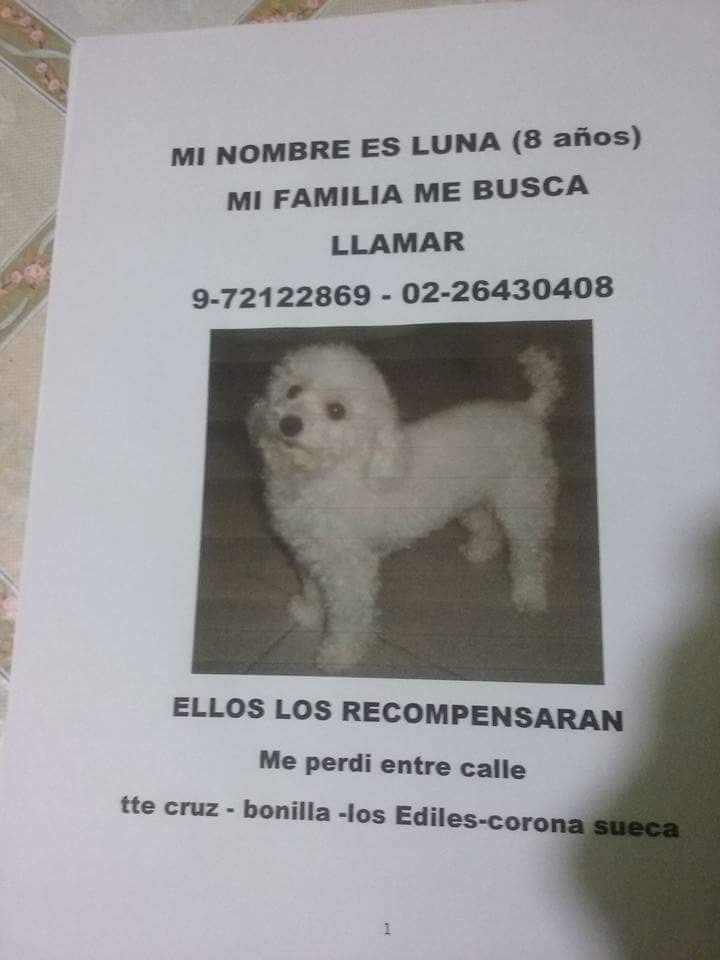 carola_mizuno's tweet photo. @F_GarrasyPatas por favor RT
Perrita Luna extraviada viernes 02/10 sector Tte Cruz con Corona Sueca, Pudahuel http://t.co/Aa9TJqUfk3