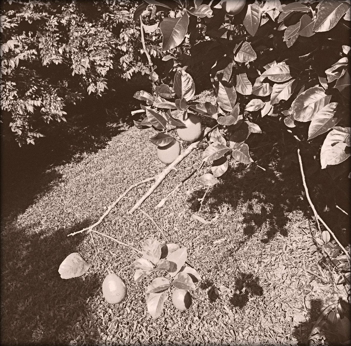 MargotCMartin's tweet photo. #lemonpicking #hawaii #travel #iPhoneography http://t.co/dII2pV89DV