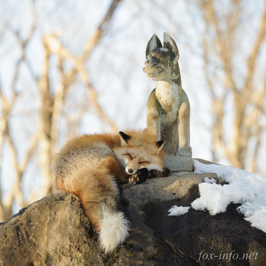 もっふもふ 天狐の日だしtlを狐で埋める まとめ Togetter