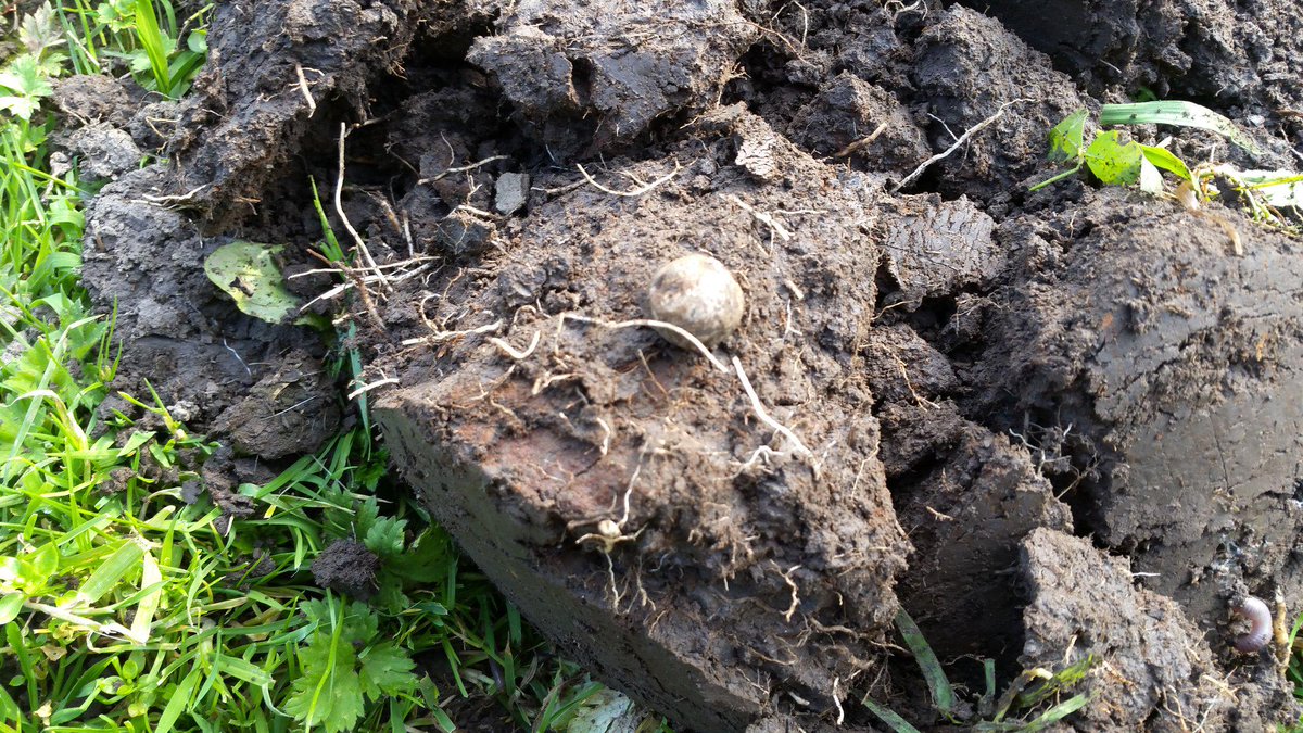 TimeDiggers's tweet image. 