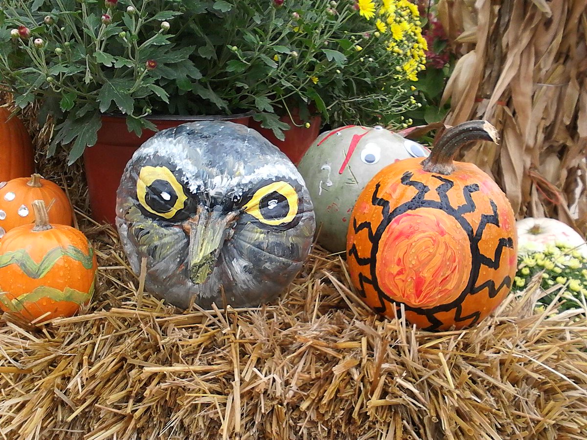 buzzingwithbee's tweet photo. Deb H. went WILD with her fabulous #OWLPumpkin! http://t.co/dvZJ4ijLXu