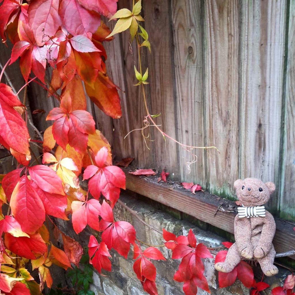 wallace_bear's tweet photo. It's offisch. #Autumn is fab!! #WallaceTheLostBear #WaterlowPark #Fall #October #AutumnLeaves #Bright xx http://t.co/7M1uUJn1WH