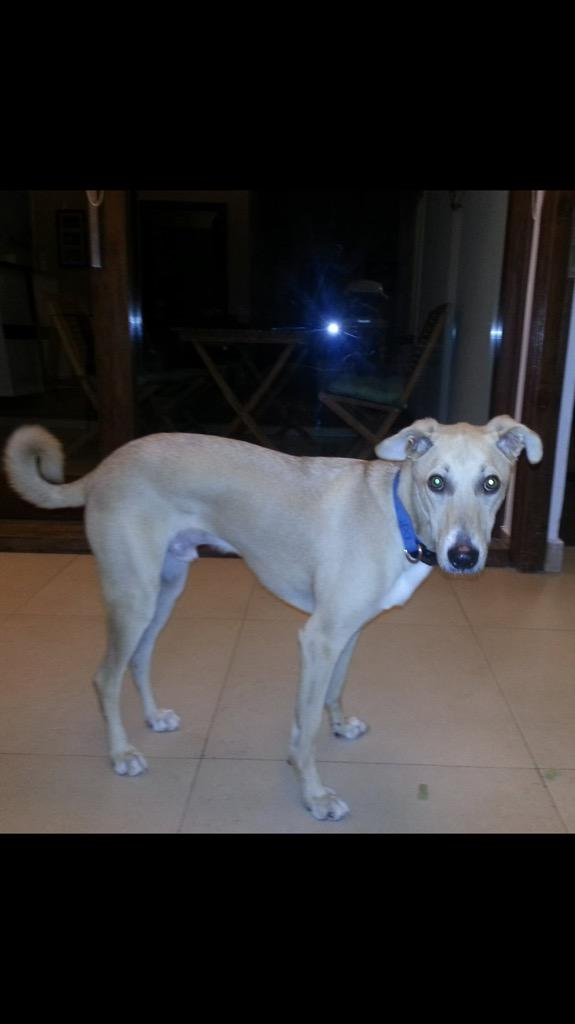 APOC7's tweet photo. @policiademadrid Perro perdido. Nombre Waddlle. Llamar 722672259 y 627741340 si lo visto. Proxima O'Donnell http://t.co/xzD192pzrj