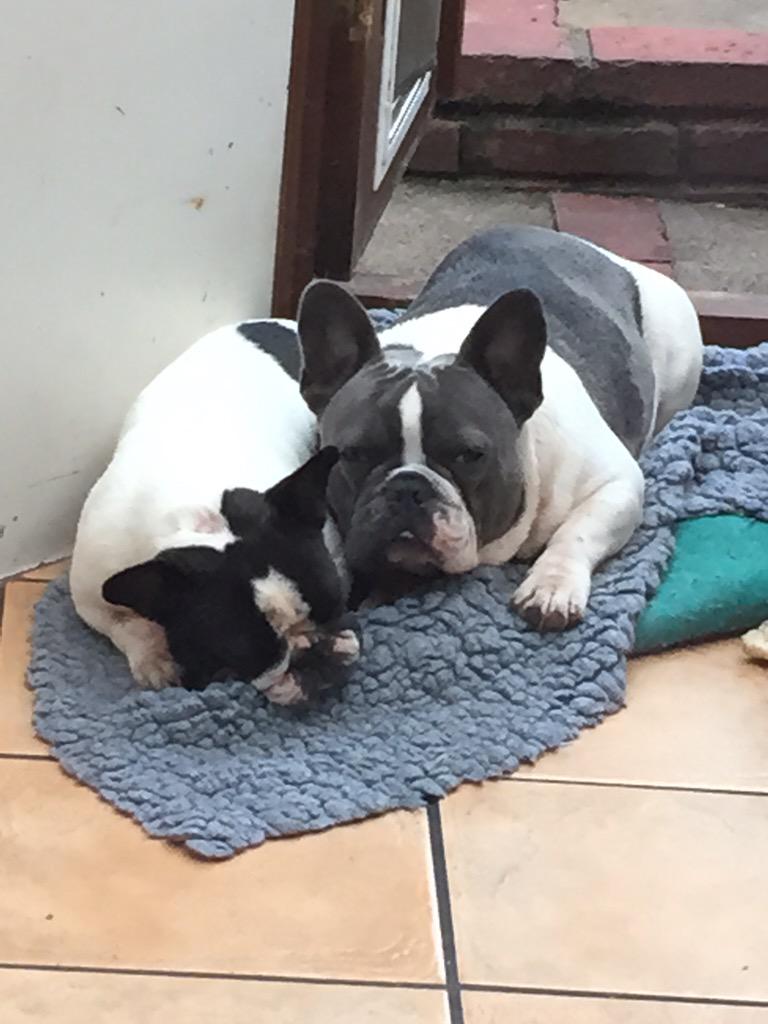 Mrs_V_'s tweet image. Nap time ! #Cosy #frenchie #frenchbulldog #Django #Boo #LoveThem