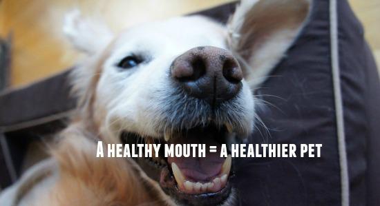 GoldenWoofs's tweet photo. Healthy Mouth = Healthier Pet @tropiclean #TropiCleanFresh Breath Drops http://t.co/5vylXikwTv +join #giveaway #ad http://t.co/gmXHrrY7zl