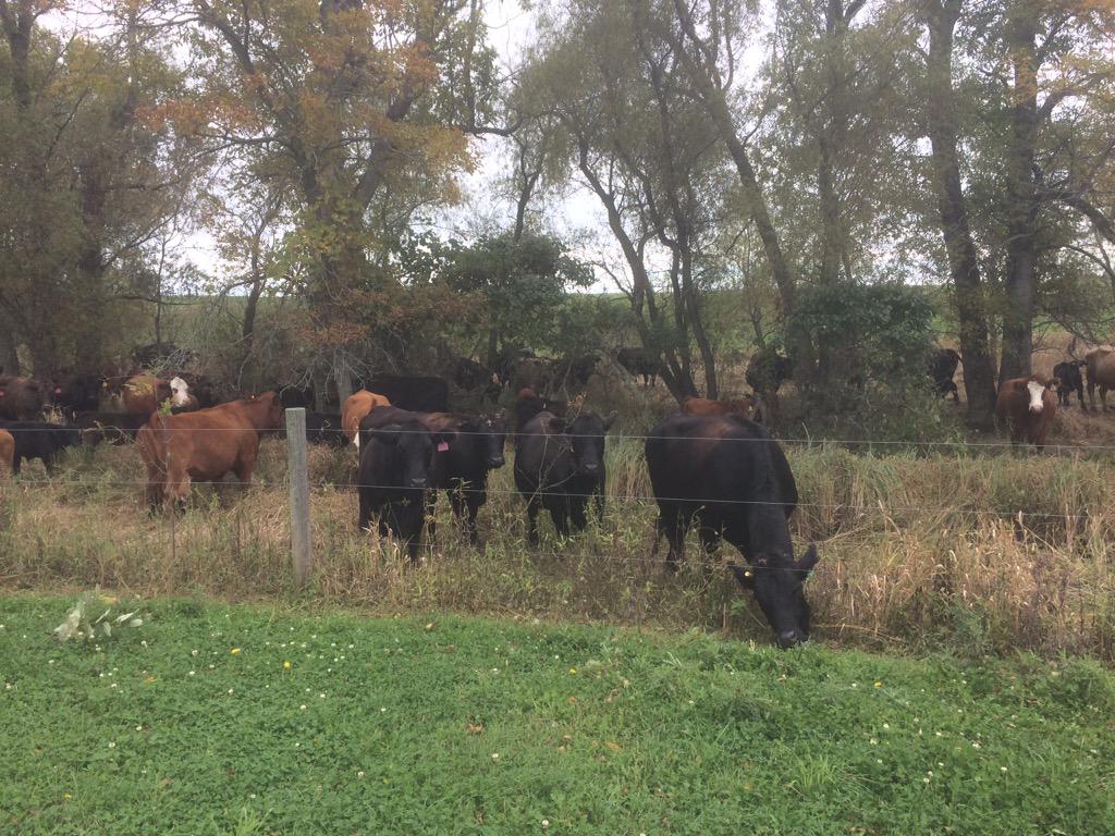 VGFarmTerm's tweet photo. Portable fencing and proper grazing management allows for some much needed cleanup of our creek beds. #graze15 http://t.co/4XT8rTvnQB