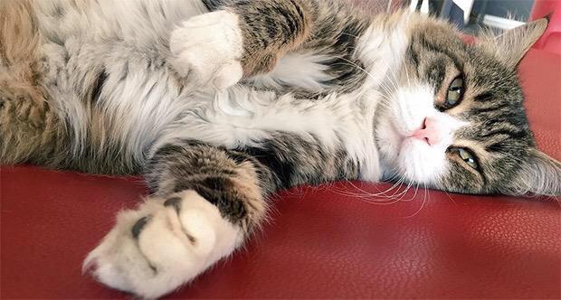 AKP'li vekiller sonunda muhatabını buldu :) <a href="/SeroChp/">Şero</a> ye sevgilerimi yolluyorum...